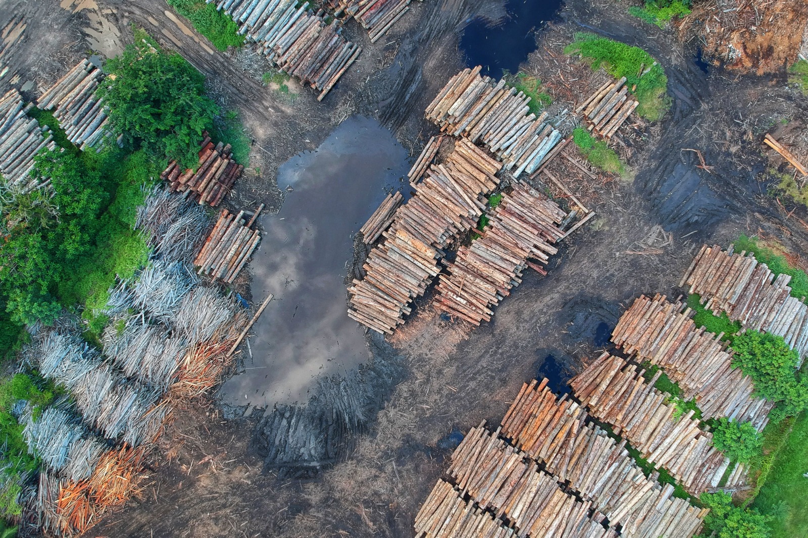 The Link Between Deforestation and Global Warming