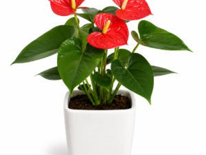 Anthurium