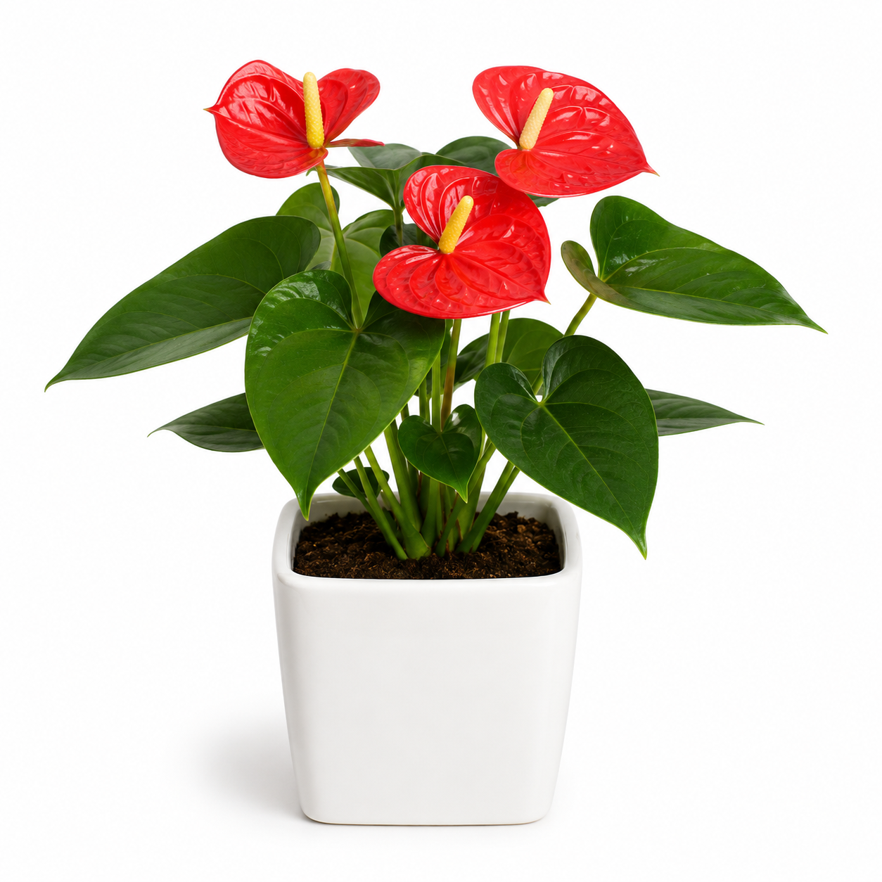 Anthurium