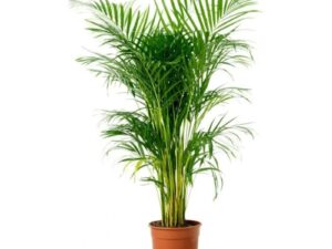 Areca Palm