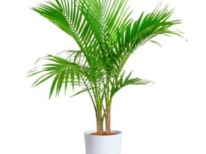 Bamboo Palm
