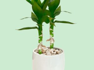 Lotus Bamboo
