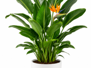 Bird of Paradise