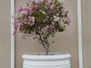 Bougainvillea Plant