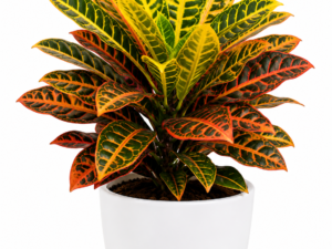 Croton Petra