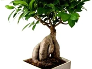 Ficus Bonsai