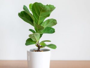 Fiddle Leaf Fig
