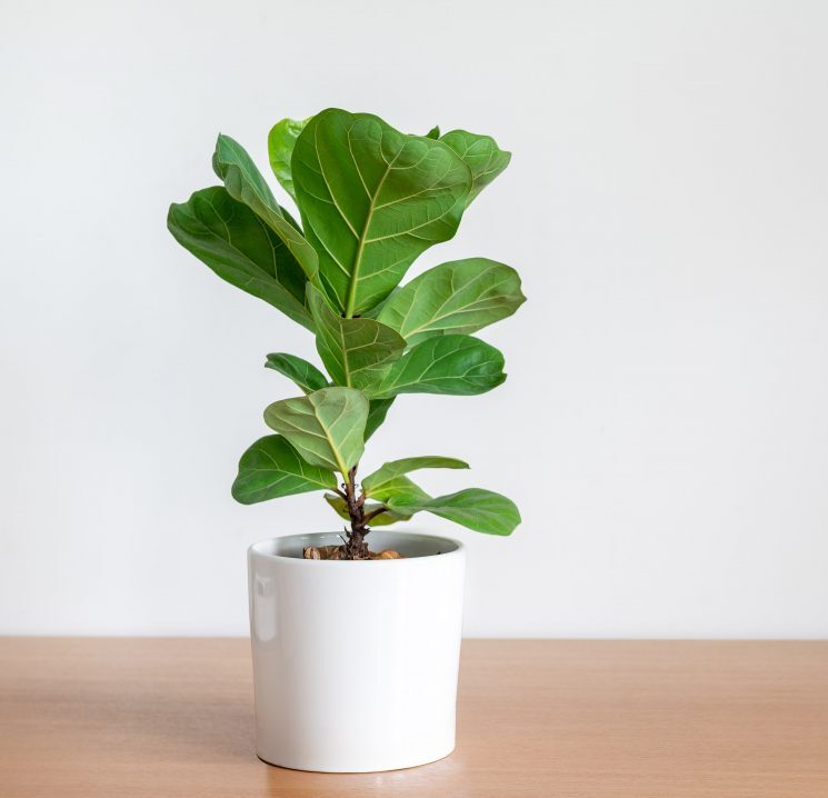 Fiddle Leaf Fig