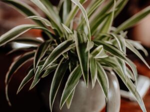 Spider Plant