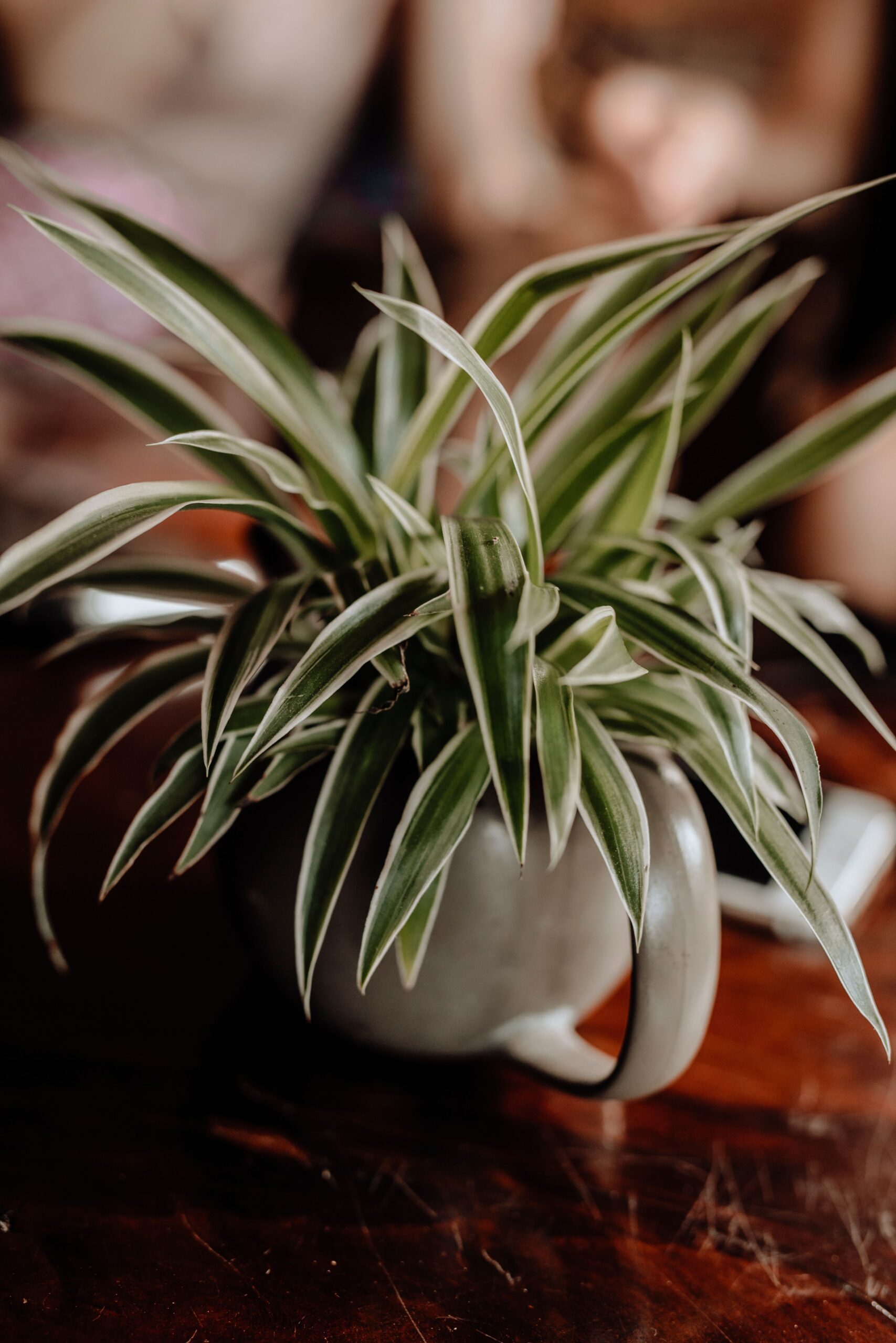 Spider Plant