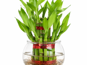 Lucky Bamboo