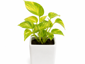 Money Plant