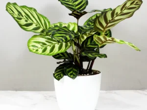 Peacock Plant