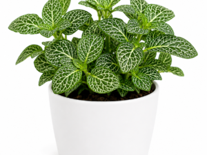 Fittonia Green Plant