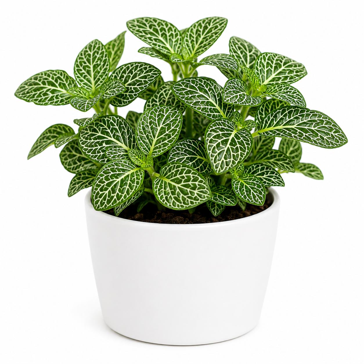 Fittonia Green Plant