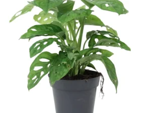 Philodendron Broken Heart