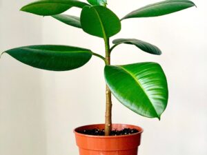Rubber Plant