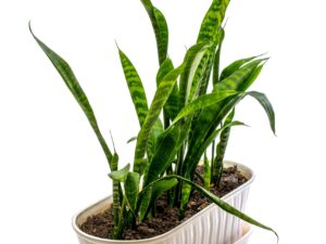 Snake Plant