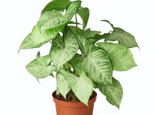 Syngonium White