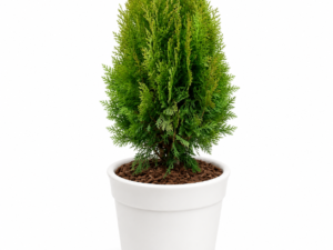 Thuja