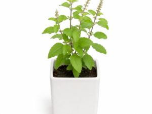 Tulsi