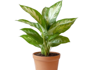 Dieffenbachia Tropic Snow Plant