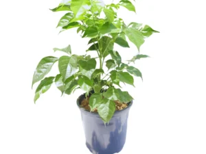 China Doll Plant