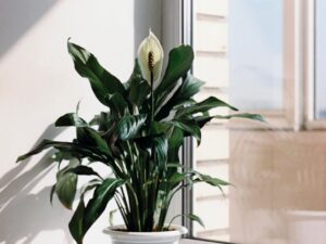 Peace Lily