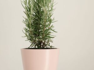 Rosemary