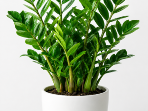 ZZ Plant